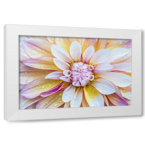 Washington State-Seattle Dahlia White Modern Wood Framed Art Print by Tilley, Rob