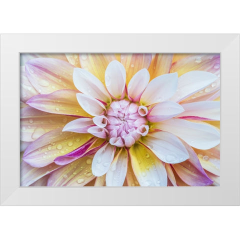 Washington State-Seattle Dahlia White Modern Wood Framed Art Print by Tilley, Rob
