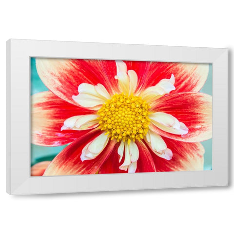Washington State-Seattle Dahlia White Modern Wood Framed Art Print by Tilley, Rob