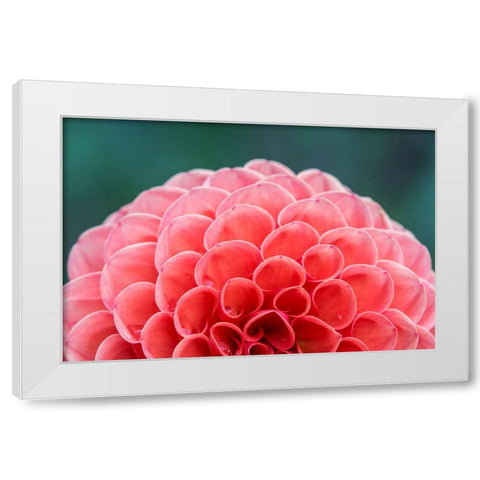Washington State-Seattle Dahlia White Modern Wood Framed Art Print by Tilley, Rob
