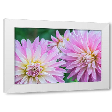 Washington State-Seattle Dahlia White Modern Wood Framed Art Print by Tilley, Rob