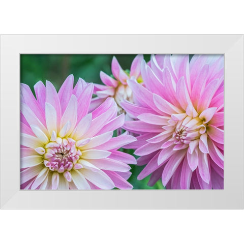 Washington State-Seattle Dahlia White Modern Wood Framed Art Print by Tilley, Rob