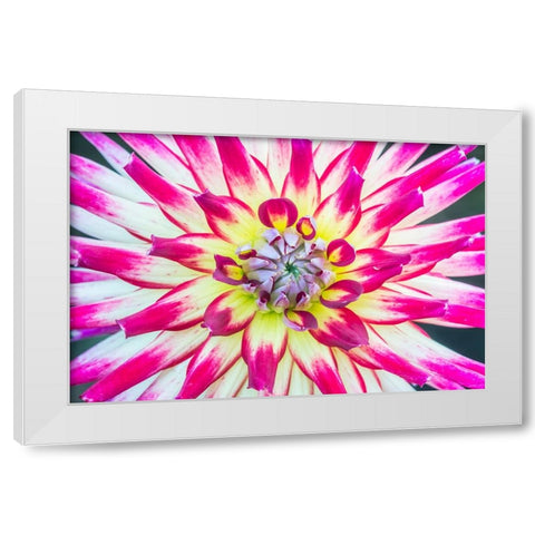 Washington State-Seattle Dahlia White Modern Wood Framed Art Print by Tilley, Rob