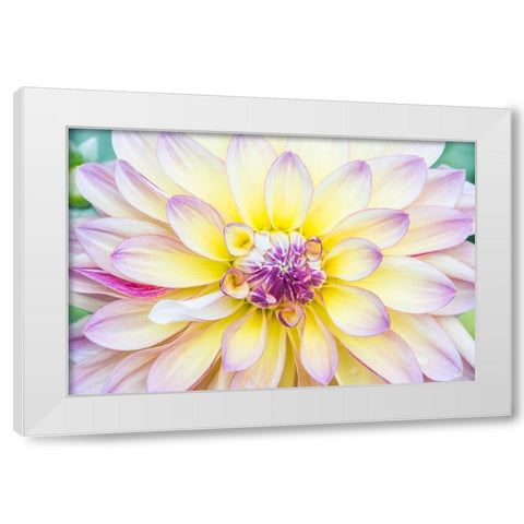 Washington State-Seattle Dahlia White Modern Wood Framed Art Print by Tilley, Rob