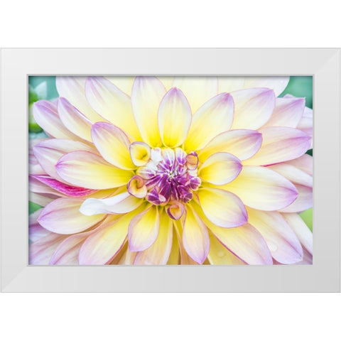 Washington State-Seattle Dahlia White Modern Wood Framed Art Print by Tilley, Rob