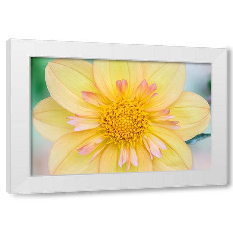 Washington State-Seattle Dahlia White Modern Wood Framed Art Print by Tilley, Rob