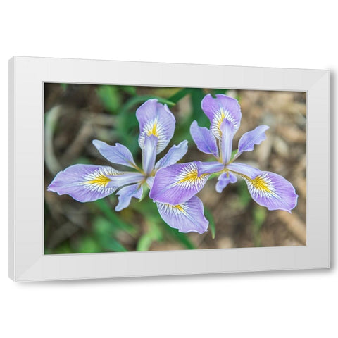 Washington State-Seattle Iris White Modern Wood Framed Art Print by Tilley, Rob
