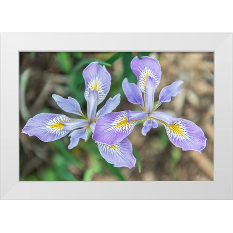 Washington State-Seattle Iris White Modern Wood Framed Art Print by Tilley, Rob