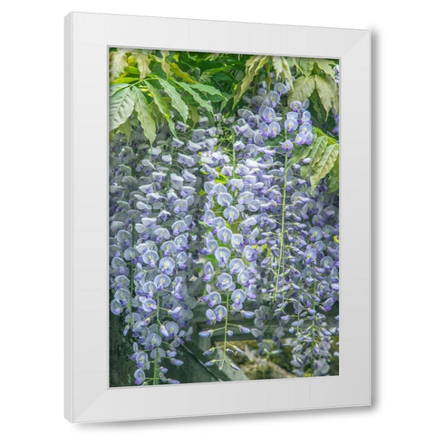 Washington State-Seattle Wisteria White Modern Wood Framed Art Print by Tilley, Rob