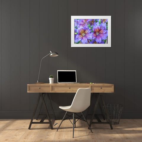 Washington State-Sammamish-Painted tongue flowering during the summer months design and pattern White Modern Wood Framed Art Print by Gulin, Sylvia