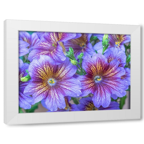 Washington State-Sammamish-Painted tongue flowering during the summer months design and pattern White Modern Wood Framed Art Print by Gulin, Sylvia
