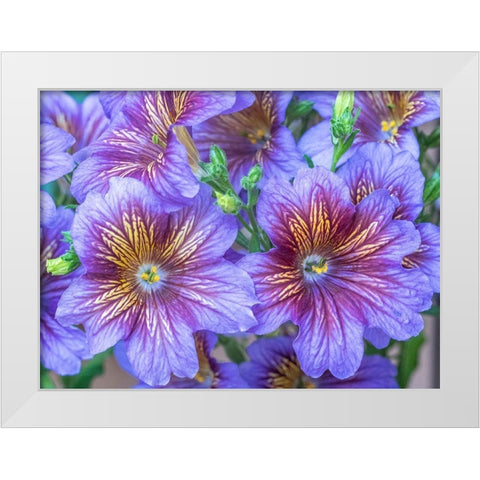 Washington State-Sammamish-Painted tongue flowering during the summer months design and pattern White Modern Wood Framed Art Print by Gulin, Sylvia