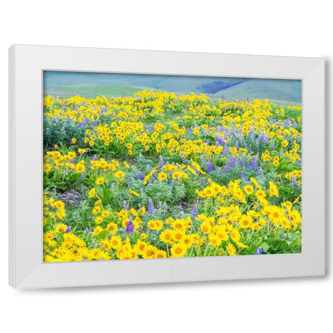 Washington State-Dalles Mountain State Park springtime blooming Lupine and Arrow-leaf Balsamroot White Modern Wood Framed Art Print by Gulin, Sylvia
