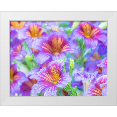 Washington State-Sammamish-Painted tongue flowering during the summer months design and pattern White Modern Wood Framed Art Print by Gulin, Sylvia