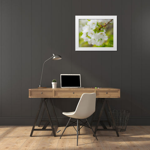 Washington State-Seattle-Washington Arboretum-Springtime cherry blooming White Modern Wood Framed Art Print by Gulin, Sylvia