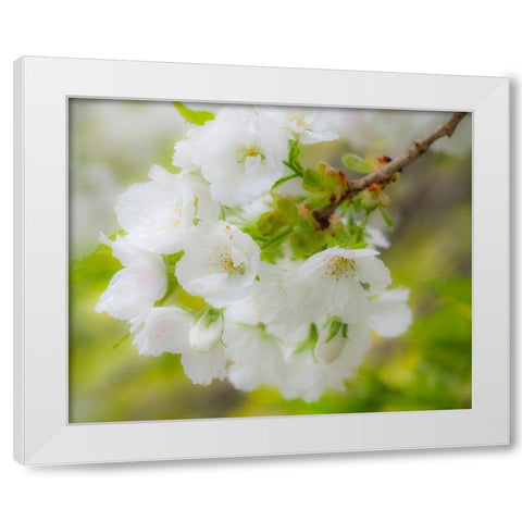 Washington State-Seattle-Washington Arboretum-Springtime cherry blooming White Modern Wood Framed Art Print by Gulin, Sylvia