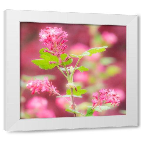 Washington State-Sammamish-spring flowering Currant White Modern Wood Framed Art Print by Gulin, Sylvia