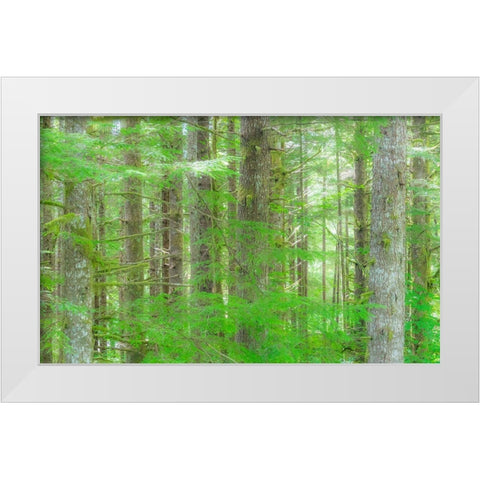 Washington State Hump tulips Hemlock evergreen forest White Modern Wood Framed Art Print by Gulin, Sylvia