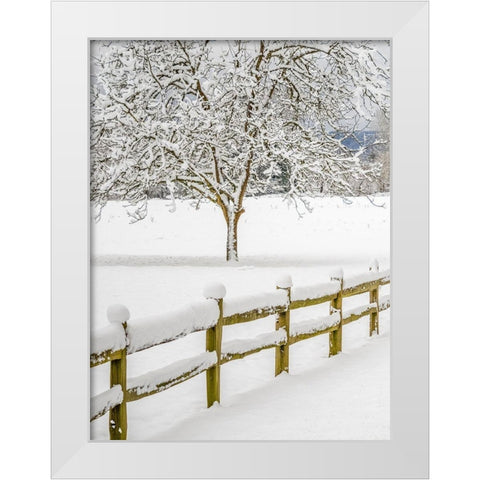 Washington State-Fall City-fresh snow on trees and fence White Modern Wood Framed Art Print by Gulin, Sylvia