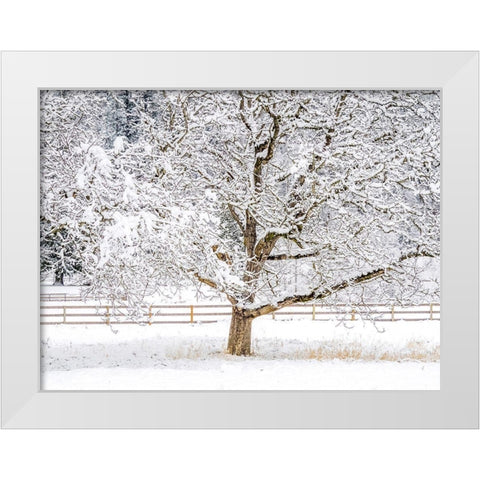 Washington State-Fall City-fresh snow on trees and fence White Modern Wood Framed Art Print by Gulin, Sylvia