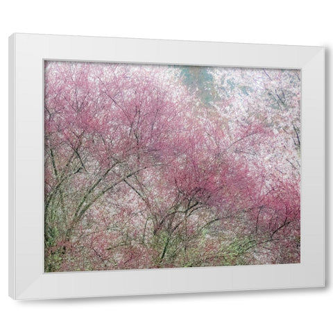 Washington State-Fall City springtime and cherry trees just beginning to bloom White Modern Wood Framed Art Print by Gulin, Sylvia