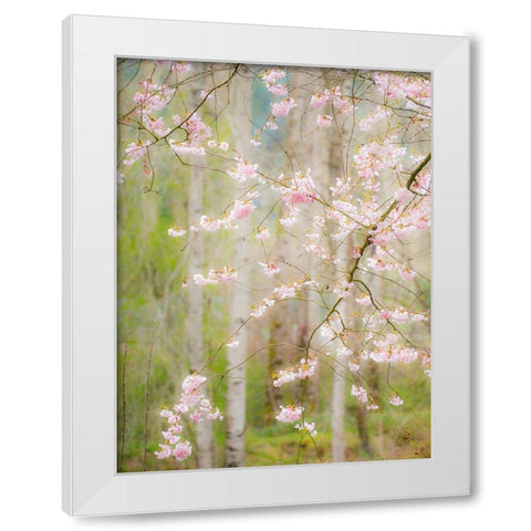 Washington State-Fall City springtime and cherry trees just beginning to bloom White Modern Wood Framed Art Print by Gulin, Sylvia