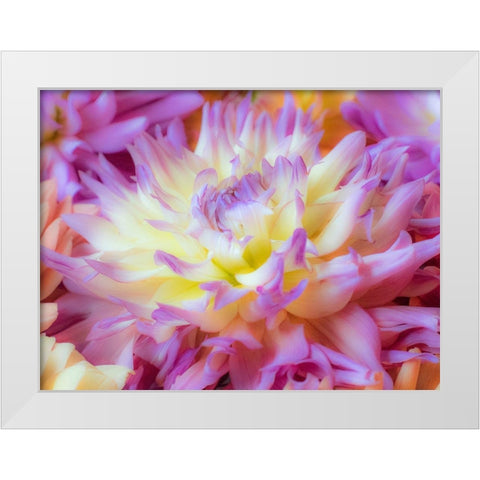 Washington State-Sammamish Dahlia flower design and patterns White Modern Wood Framed Art Print by Gulin, Sylvia