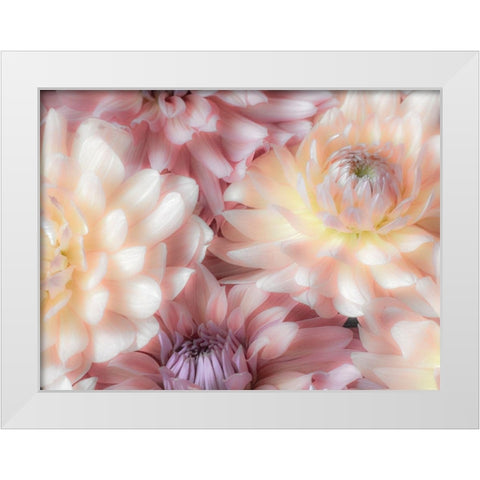 Washington State-Sammamish Dahlia flower design and patterns White Modern Wood Framed Art Print by Gulin, Sylvia
