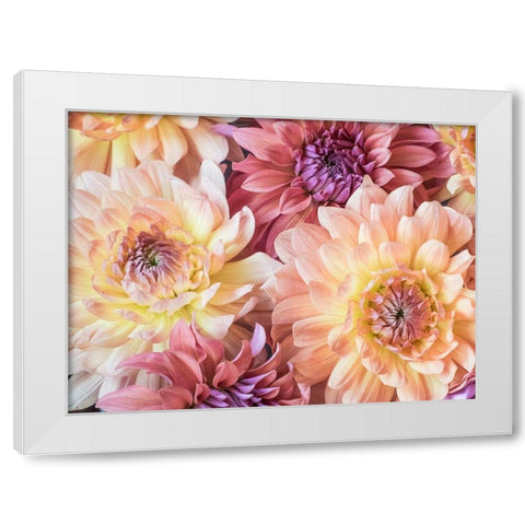 Washington State-Sammamish Dahlia flower design and patterns White Modern Wood Framed Art Print by Gulin, Sylvia