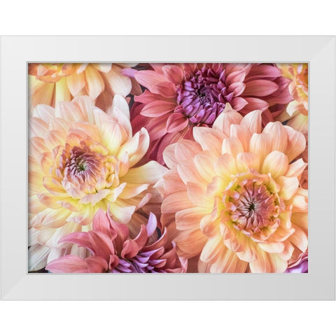 Washington State-Sammamish Dahlia flower design and patterns White Modern Wood Framed Art Print by Gulin, Sylvia