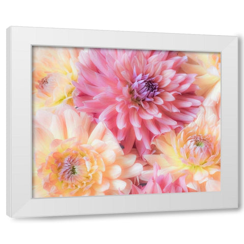 Washington State-Sammamish Dahlia flower design and patterns White Modern Wood Framed Art Print by Gulin, Sylvia