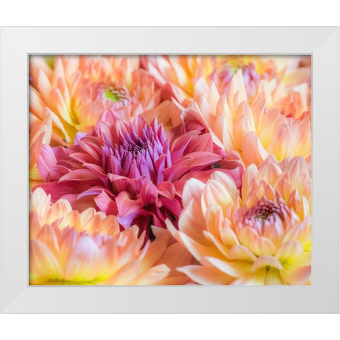 Washington State-Sammamish Dahlia flower design and patterns White Modern Wood Framed Art Print by Gulin, Sylvia
