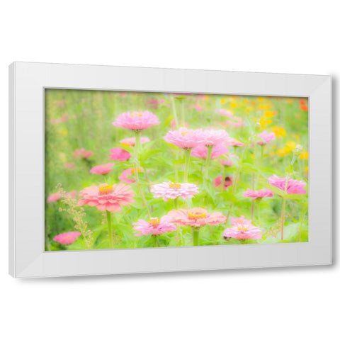 Washington State-Oakville-Pacific Northwest zinnia flower White Modern Wood Framed Art Print by Gulin, Sylvia