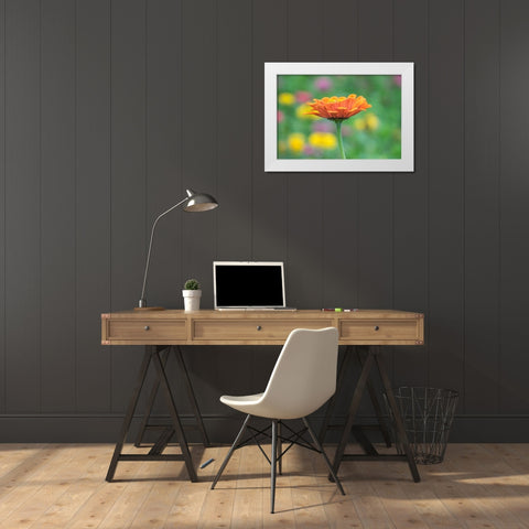 Washington State-Oakville-Pacific Northwest zinnia flower White Modern Wood Framed Art Print by Gulin, Sylvia
