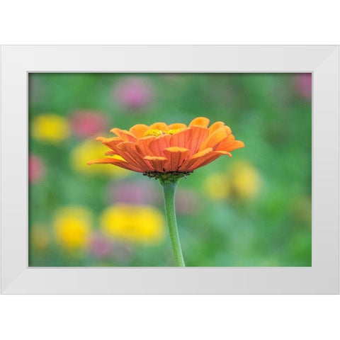 Washington State-Oakville-Pacific Northwest zinnia flower White Modern Wood Framed Art Print by Gulin, Sylvia