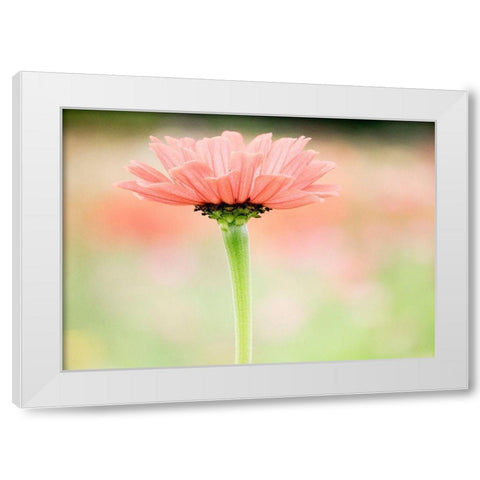 Washington State-Oakville-Pacific Northwest zinnia flower White Modern Wood Framed Art Print by Gulin, Sylvia