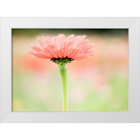 Washington State-Oakville-Pacific Northwest zinnia flower White Modern Wood Framed Art Print by Gulin, Sylvia