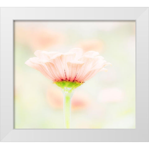 Washington State-Oakville-Pacific Northwest zinnia flower White Modern Wood Framed Art Print by Gulin, Sylvia
