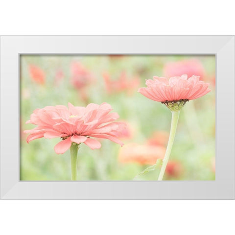 Washington State-Oakville-Pacific Northwest zinnia flower White Modern Wood Framed Art Print by Gulin, Sylvia