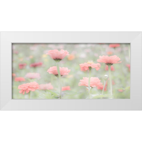 Washington State-Oakville-Pacific Northwest zinnia flower White Modern Wood Framed Art Print by Gulin, Sylvia