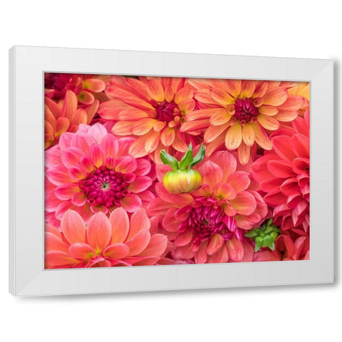 Washington State-Sammamish Dahlia flower design and patterns White Modern Wood Framed Art Print by Gulin, Sylvia