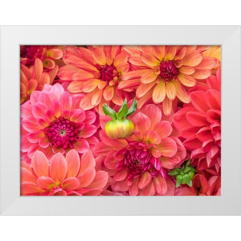 Washington State-Sammamish Dahlia flower design and patterns White Modern Wood Framed Art Print by Gulin, Sylvia