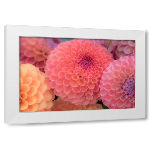 Washington State-Sammamish Dahlia flower design and patterns White Modern Wood Framed Art Print by Gulin, Sylvia