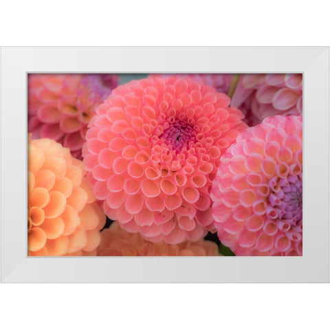 Washington State-Sammamish Dahlia flower design and patterns White Modern Wood Framed Art Print by Gulin, Sylvia