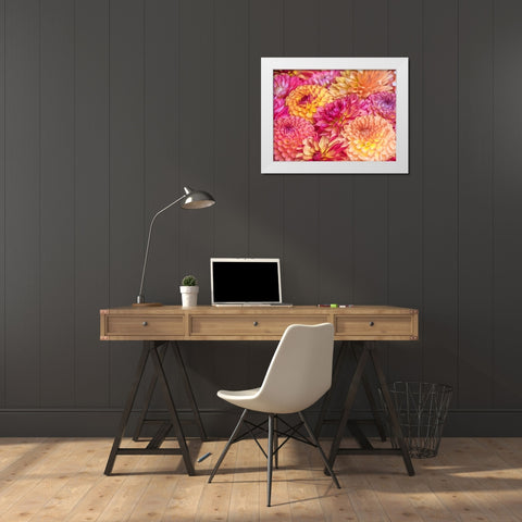 Washington State-Sammamish Dahlia flower design and patterns White Modern Wood Framed Art Print by Gulin, Sylvia