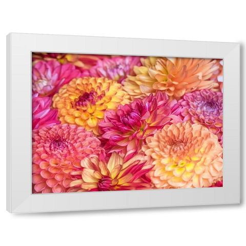 Washington State-Sammamish Dahlia flower design and patterns White Modern Wood Framed Art Print by Gulin, Sylvia