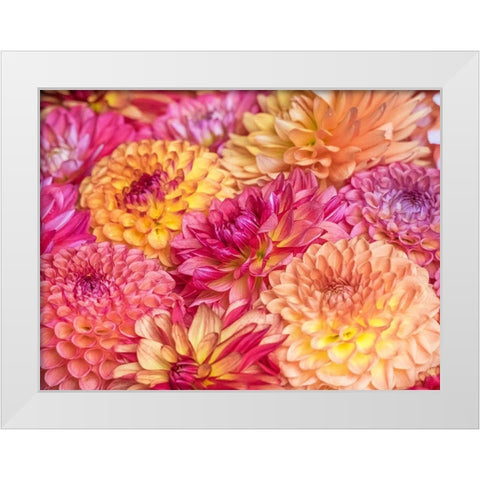 Washington State-Sammamish Dahlia flower design and patterns White Modern Wood Framed Art Print by Gulin, Sylvia
