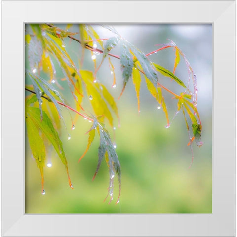 Washington State-Sammamish dew drops on Japanese Maple leaves White Modern Wood Framed Art Print by Gulin, Sylvia