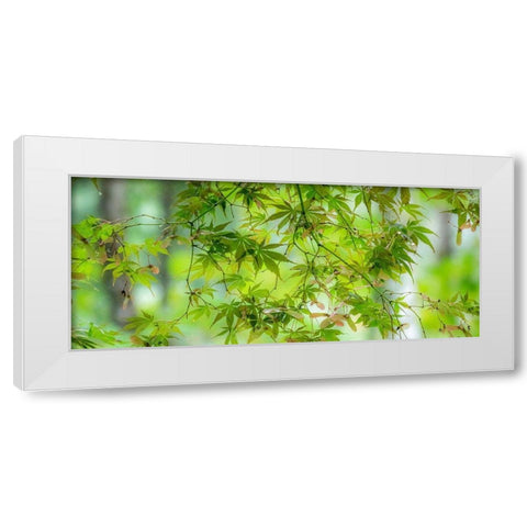 Washington State-Sammamish-looking up through Japanese Maple Leaves in Autumns colors White Modern Wood Framed Art Print by Gulin, Sylvia