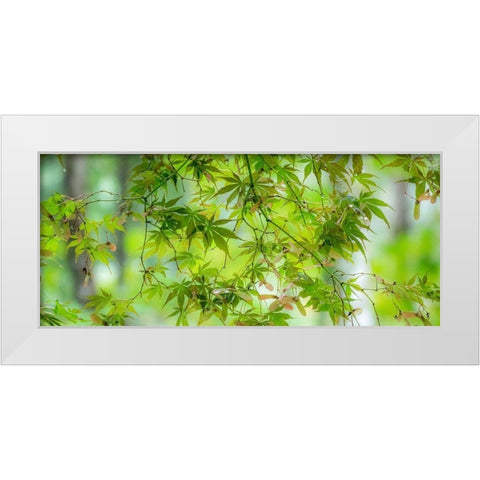Washington State-Sammamish-looking up through Japanese Maple Leaves in Autumns colors White Modern Wood Framed Art Print by Gulin, Sylvia